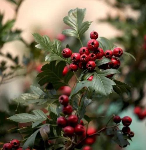 百步蛇的毒性有多可怕,百步蛇被咬症状