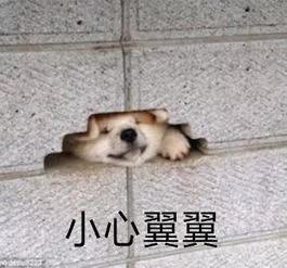 过海关被拉进小黑屋会发生什么,过海关被关进小黑屋怎么办