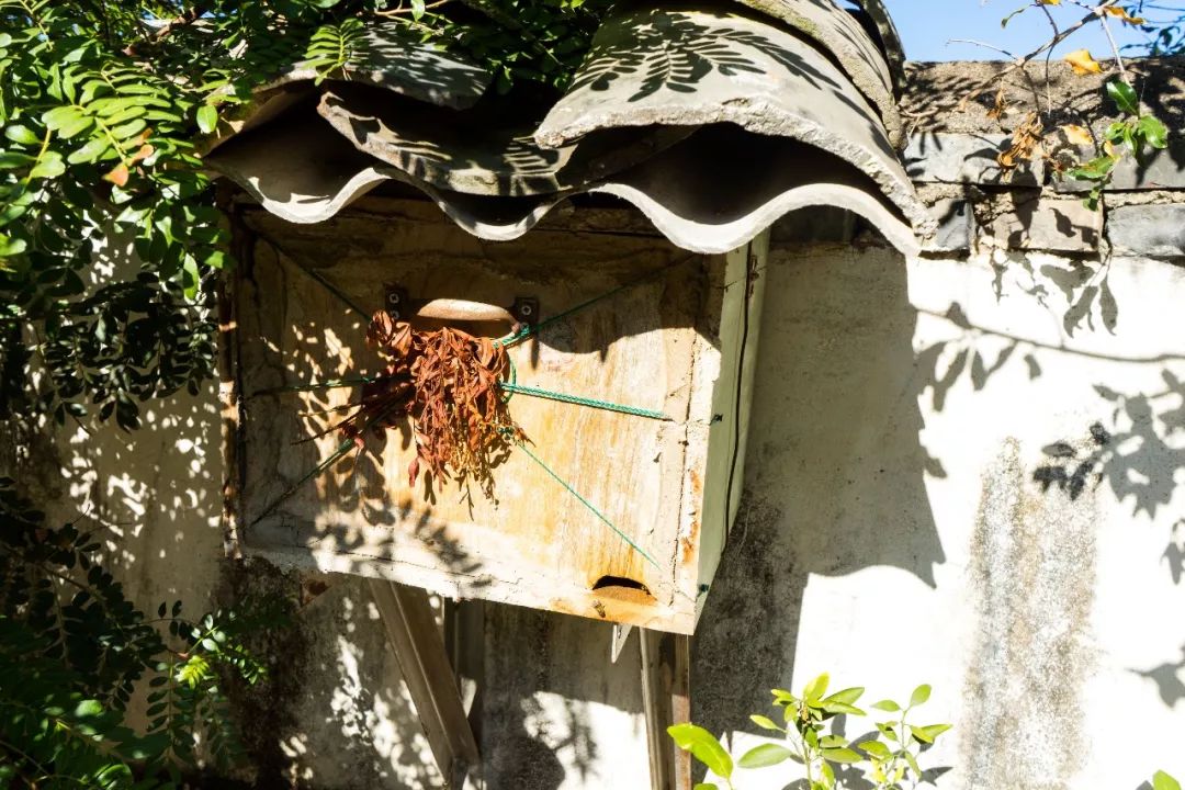 土蜂蜜的取蜜全过程,土蜂蜜取蜜全过程记录