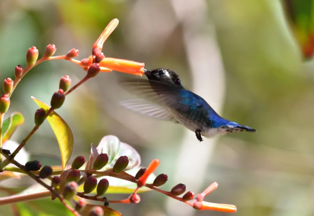 吸蜜蜂鸟：惊艳森林的彩虹小宝石