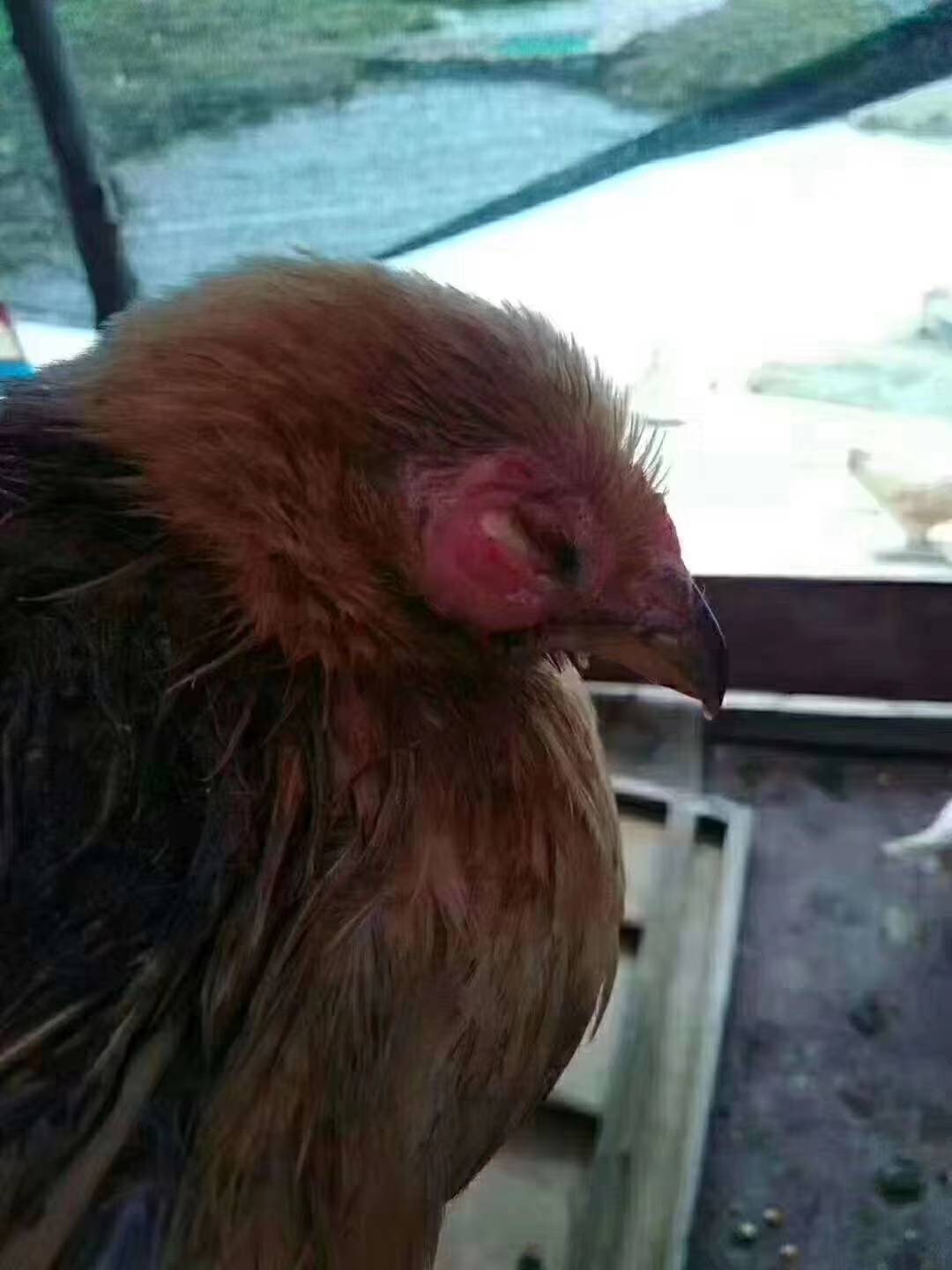 散养土鸡可发生的寄生虫有哪些,土鸡气囊炎怎么治疗