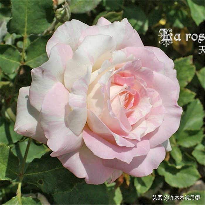 网购月季应该怎么种植？月季移栽后出现黄叶、枯萎是什么原因呢？