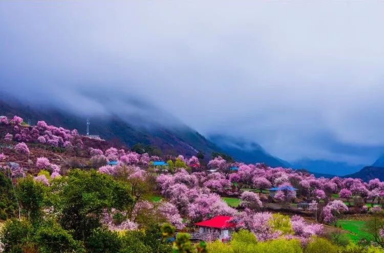 畅俊善假茶新茶熟茶老茶向阳向善天赐福
