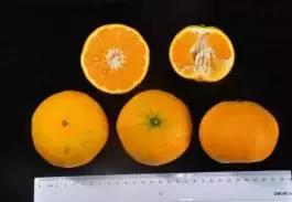 柑橘新优优缺点,设施柑橘新品种优缺点