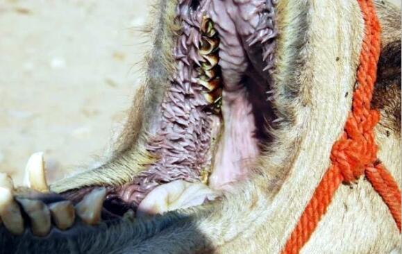 同样都是血肉之躯,仙人掌上那么多刺为啥骆驼还能吃