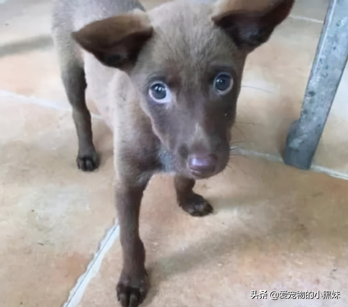 网购哈士奇当天到货,在网上购买哈士奇纯种的视频