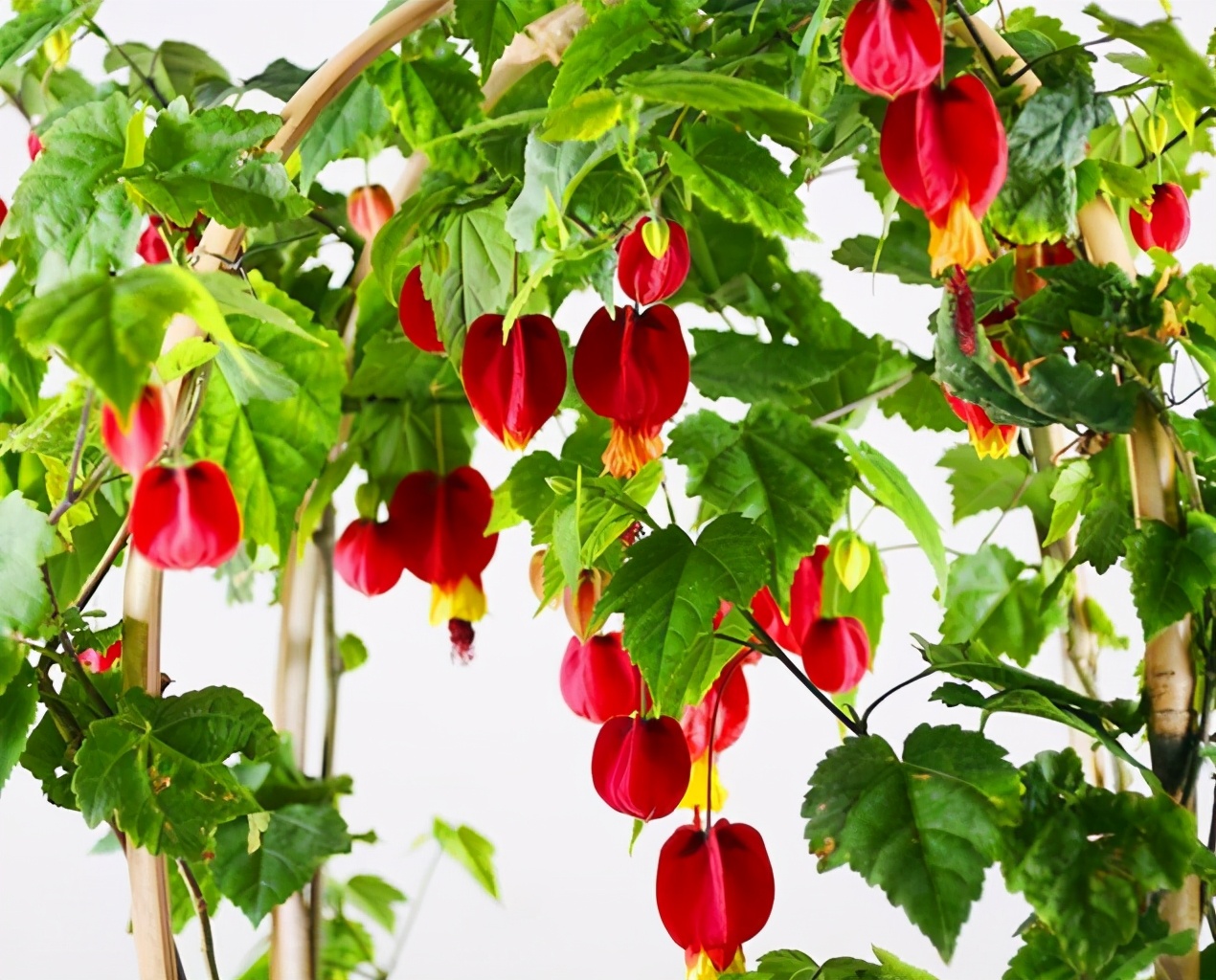 4种花养在家里好看极了,4种花适合养在客厅