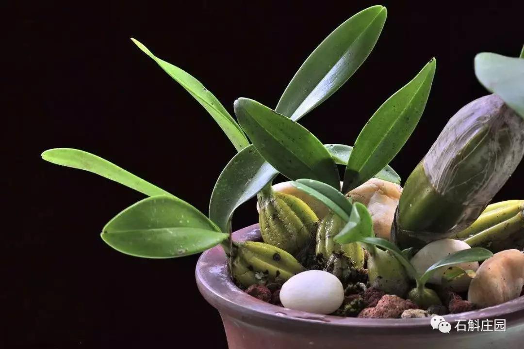 种植石斛兰的正确方法,石斛兰如何种植长得好看