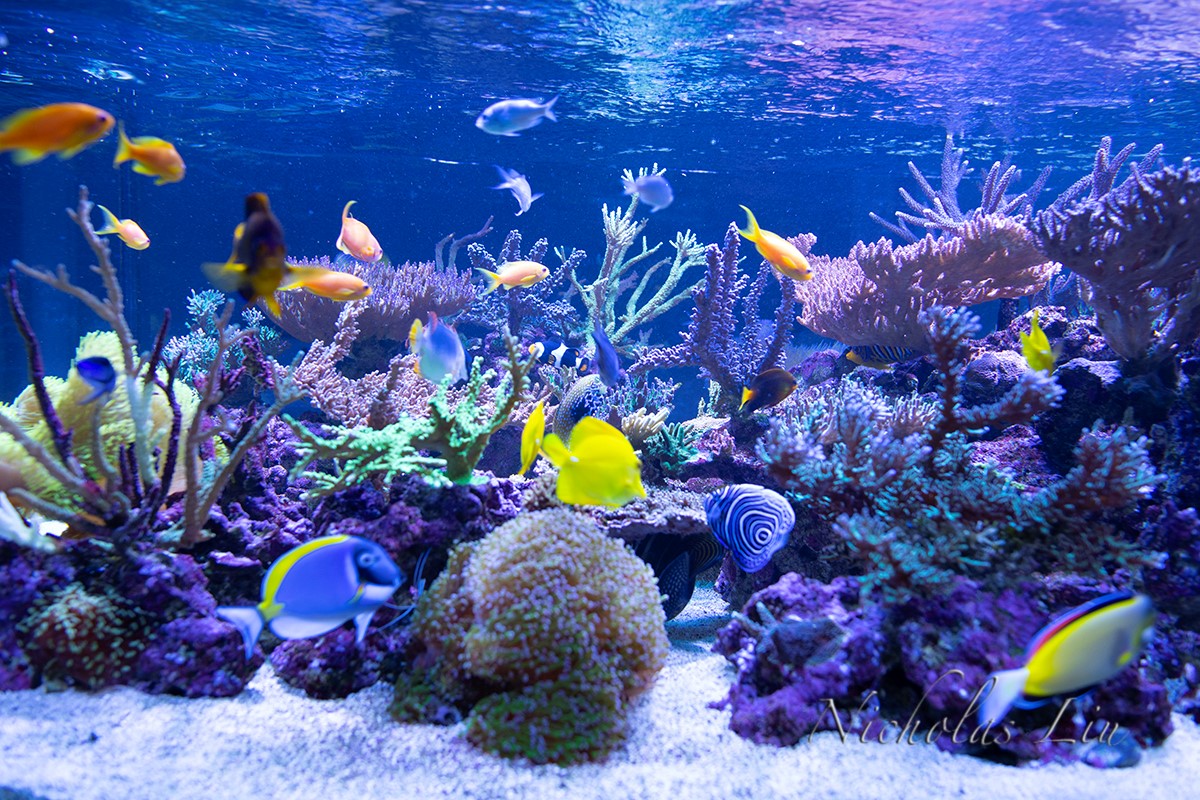 经典海水礁岩生态缸分享，180×120×60厘米三面观赏海缸