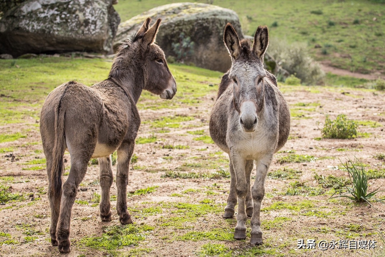 东阿阿胶股份,东阿阿胶作用