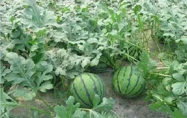 西瓜的炭疽病和枯萎病怎么区别,西瓜蔓枯病和炭疽病有什么区别