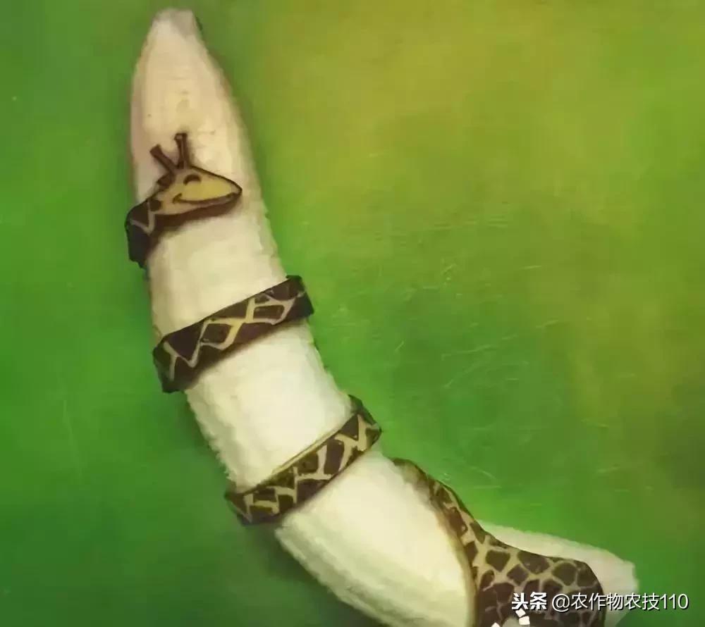 艺术与农业的饕餮盛宴,艺术与农产品结合的创新之处