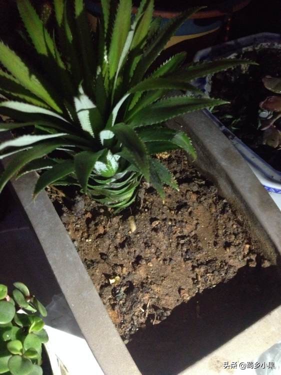 菠萝苗第二次结果怎么培育,怎么培育菠萝幼苗的