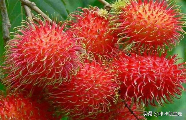 去泰国必买的三大美食,去泰国旅游你不可不吃的泰国水果