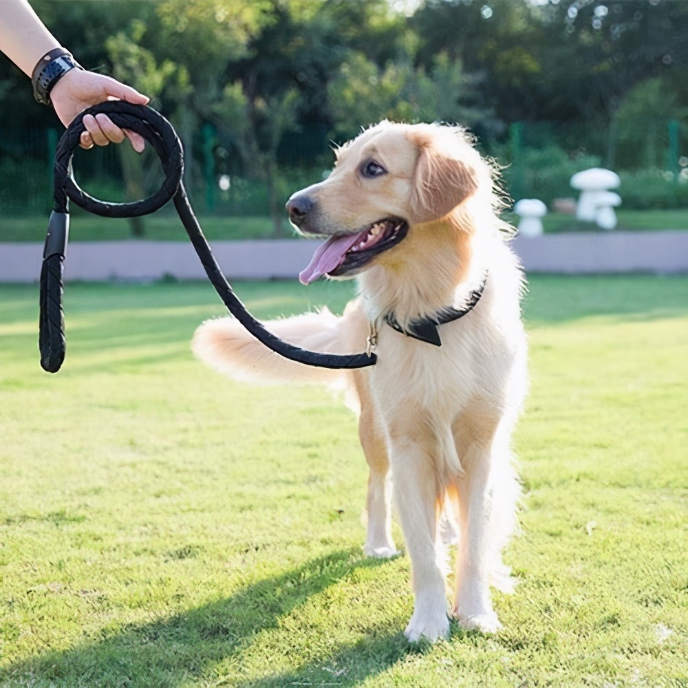 养狗开车必备好物,养狗省钱好物分享图片