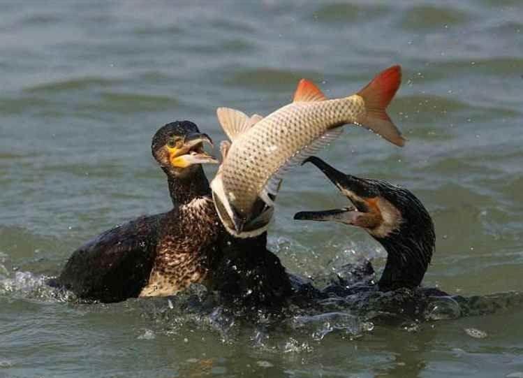 渔民捕捞鱼技巧,失传的鱼鹰捕鱼技巧