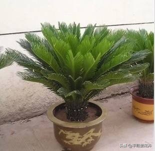 怎样使铁树的叶子变油绿,铁树叶子不油绿什么原因