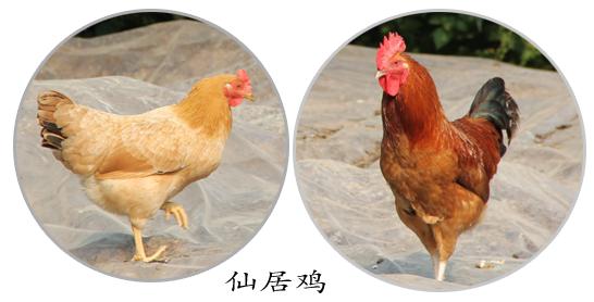 优质土鸡品种有哪些,湖南养土鸡什么品种最好