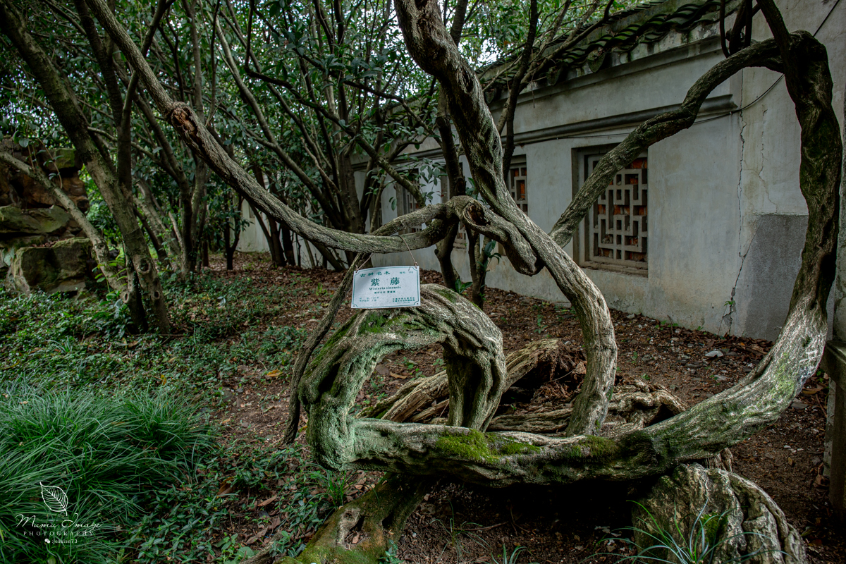 江南百年园林,江南私家园林所蕴含的人文情怀