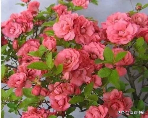 南方植物杜鹃,最容易养的植物杜鹃