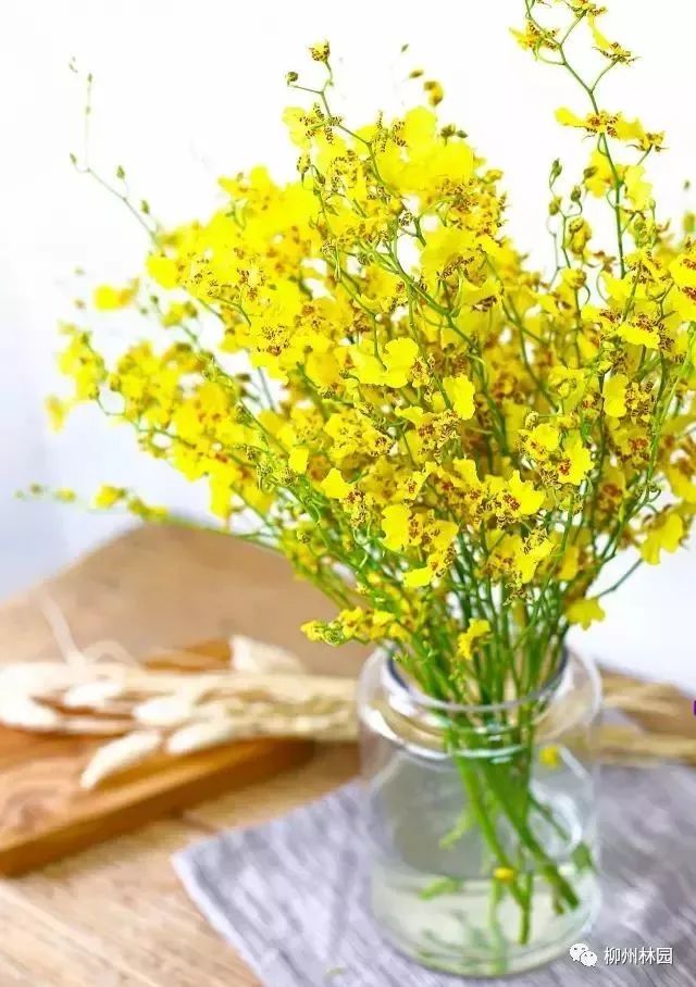 父亲节折什么花给父亲好,父亲节送给父亲什么