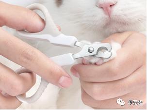 如何领取一只猫咪,如何获得一只猫咪