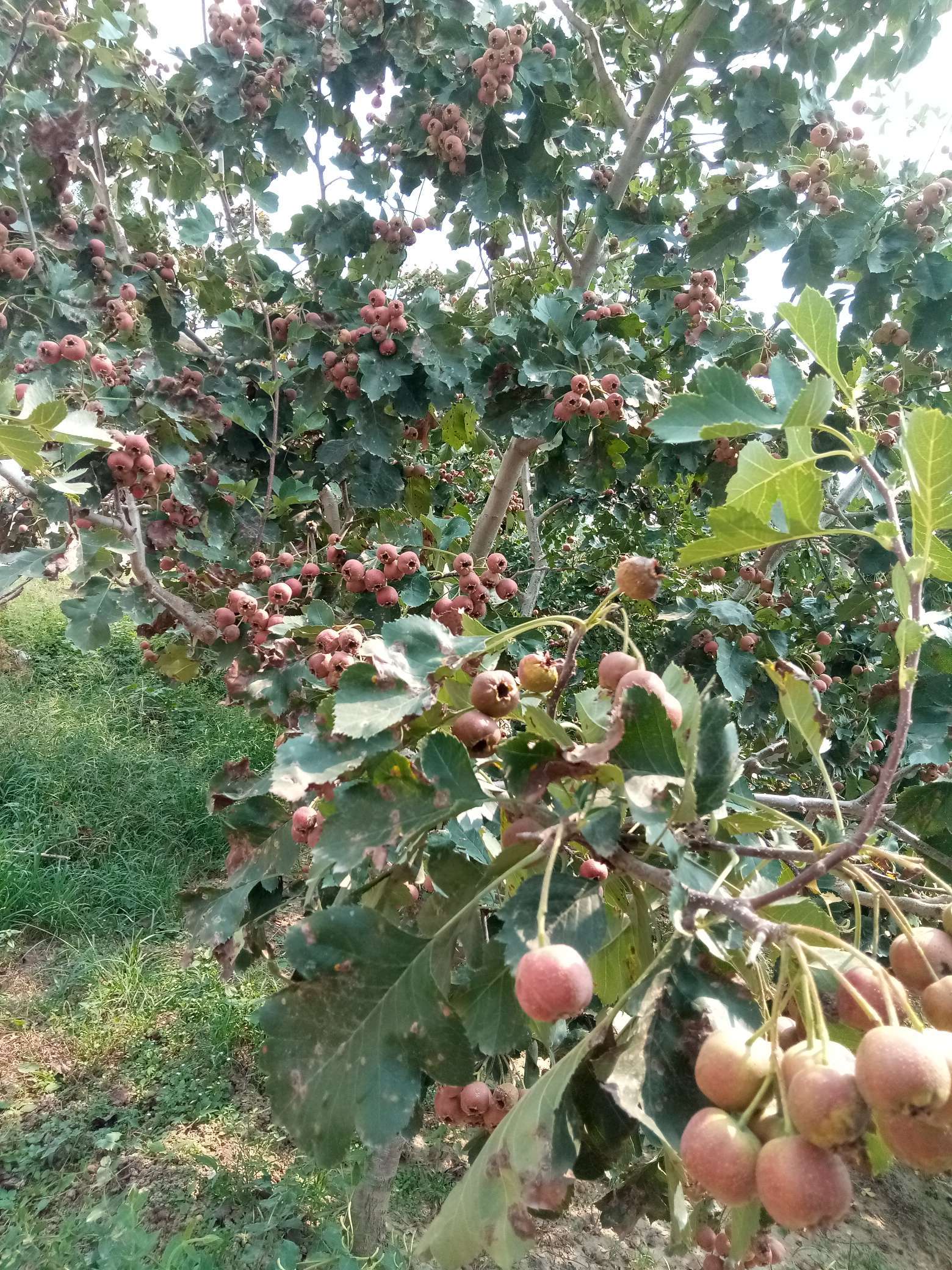 山楂树有什么病虫害如何防治,山楂树已经有锈病怎么治