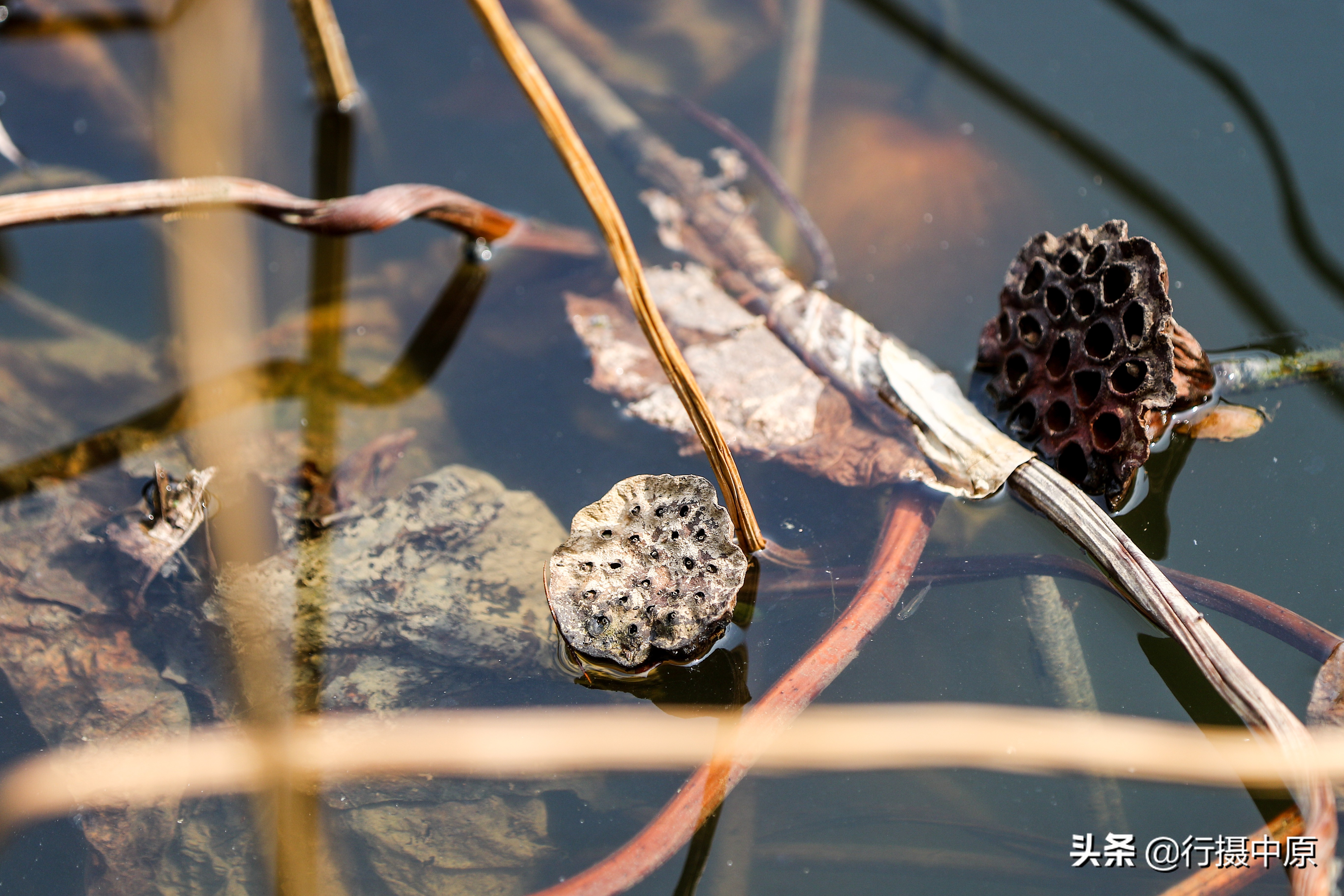 荷花“泡水”后会咋样？这场景，你可能没见过