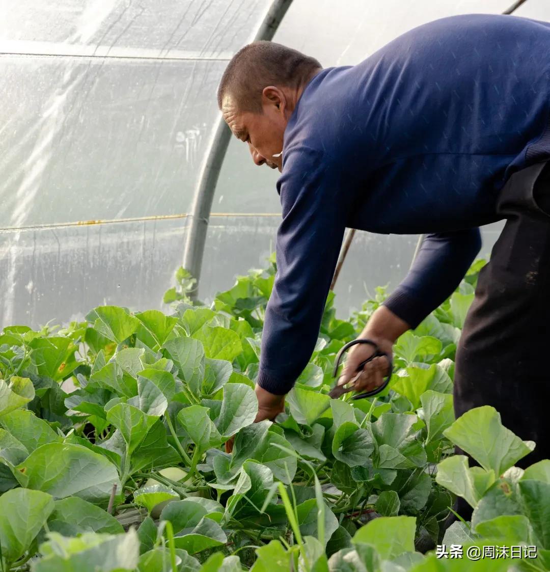 不甜不要钱！白玉甜瓜火了，脆嫩香甜多汁！全家老小都爱吃