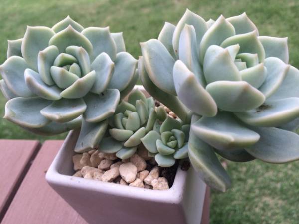 白牡丹怎么种植和管理,白牡丹养殖