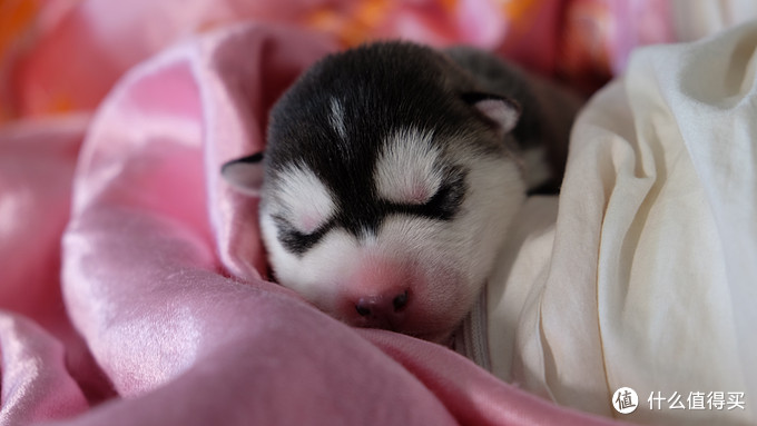 一次创世纪的生活体验—记哈士奇当妈妈