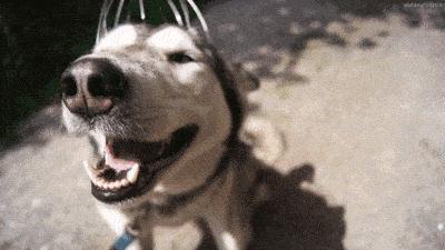 泰迪狗狗眼屎多是怎么回事,狗狗眼屎多黄脓状用什么药