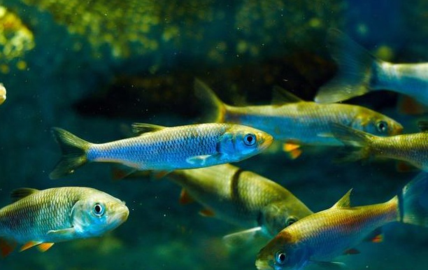 颗粒能钓鲢鳙吗,颗粒可以钓哪些鱼种