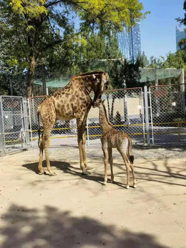 银川中山公园动物园梅花鹿,银川中山公园动物园