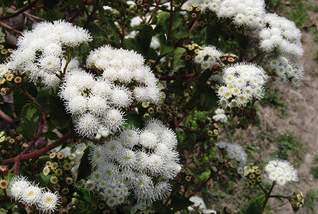 日本假鲫鱼入侵，却成钓友们的美味，一钓就一桶，比土生鲫鱼好吃