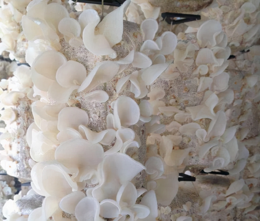 河南小伙承包一千亩地种麦子赚钱,河南小伙种蒲公英