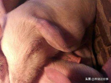 猪耳朵肿大的原因及治疗方法,养猪猪耳朵很红是怎么回事