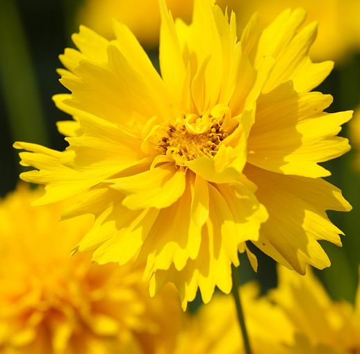 每日送花花语,花语大全送花的讲究