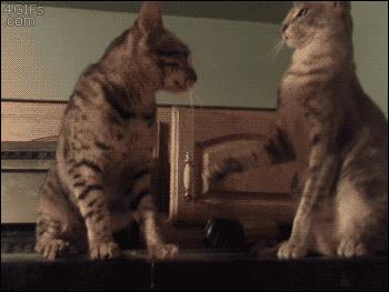 多猫家庭打架,多猫家庭遇到猫咪打架该怎么办