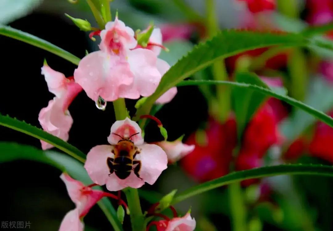 用什么方法养凤仙花长花苞开花,怎样养好凤仙花视频