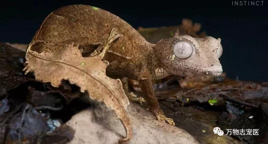 新宠到家,新宠到家注意事项