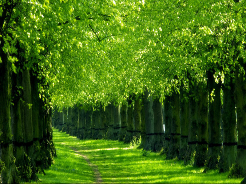 苗木叶子出现各种变化怎样辨别病,苗木常见病害及治疗方法