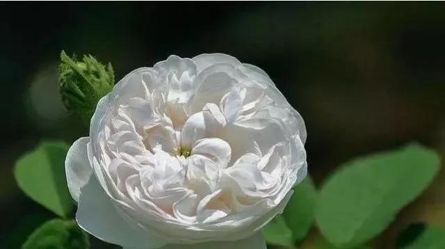 玫瑰花有哪些品种,玫瑰花有哪些品种大全