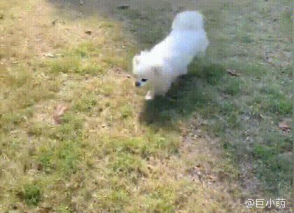 京巴狗打了针咬人会什么样,为什么京巴犬不听话