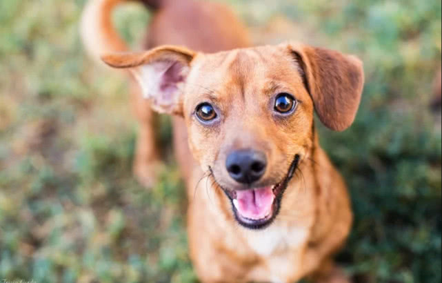 狗狗什么样的表情代表发脾气,微信狗狗斜眼的表情代表什么意思