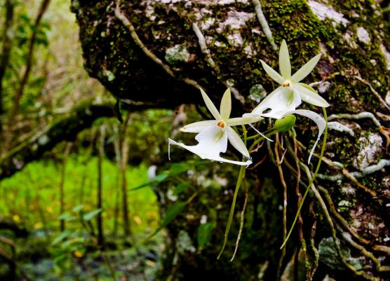 鬼兰花多少钱一盆,鬼兰花有什么品种