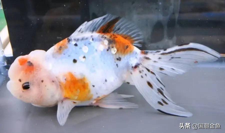 最理想的适合新手养殖的金鱼品种,有哪些特别适合新手养的金鱼品种