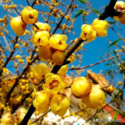 腊梅腊月掉花苞？了解这几点，及时止损花仍开