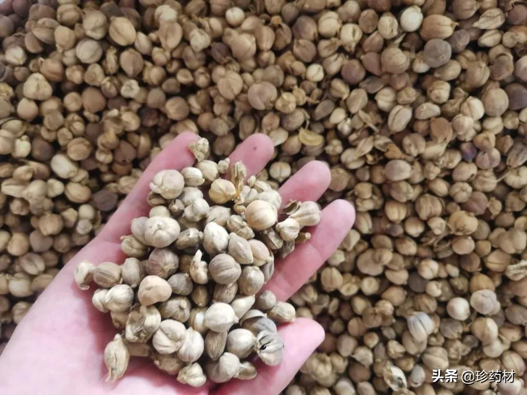 药材产地行情日报,2020年7月药材市场药材价格快讯