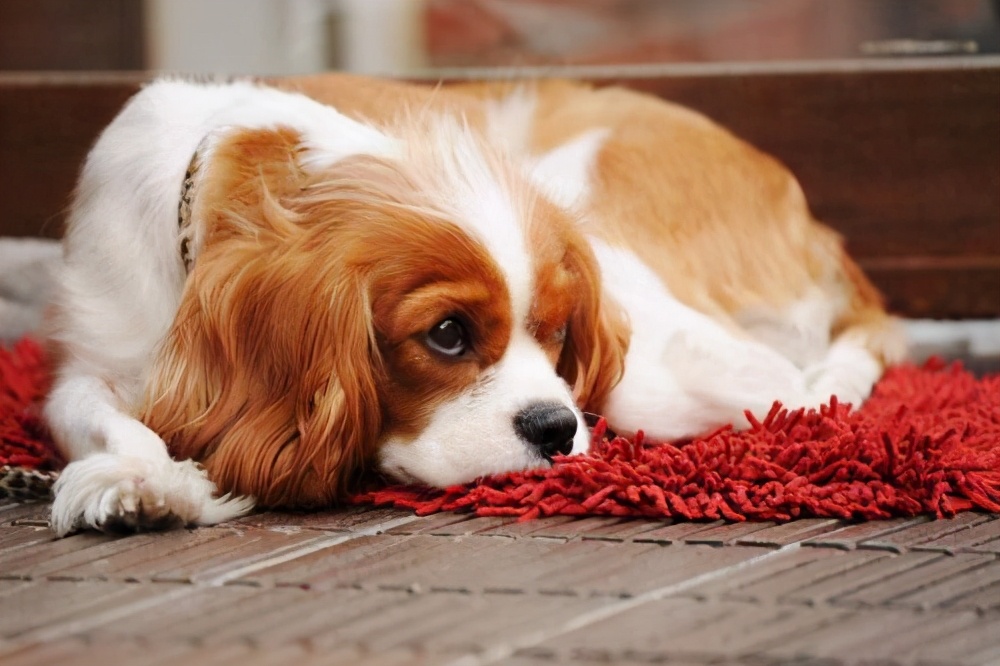 养狗必备七种药,养狗常备药一览表